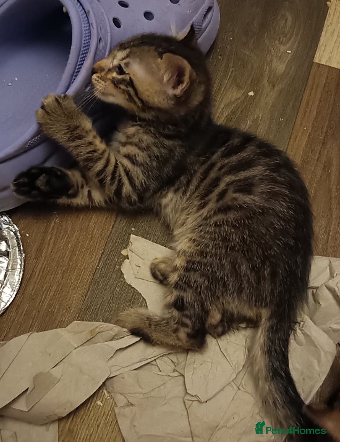 Bengal cats for sale: 🏆Families RARE Bengal X F5 Asian Leopard kittens  - Image 15