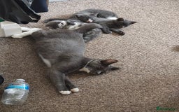 Mixed Breed cats for sale: Grey kittens  - Image 4