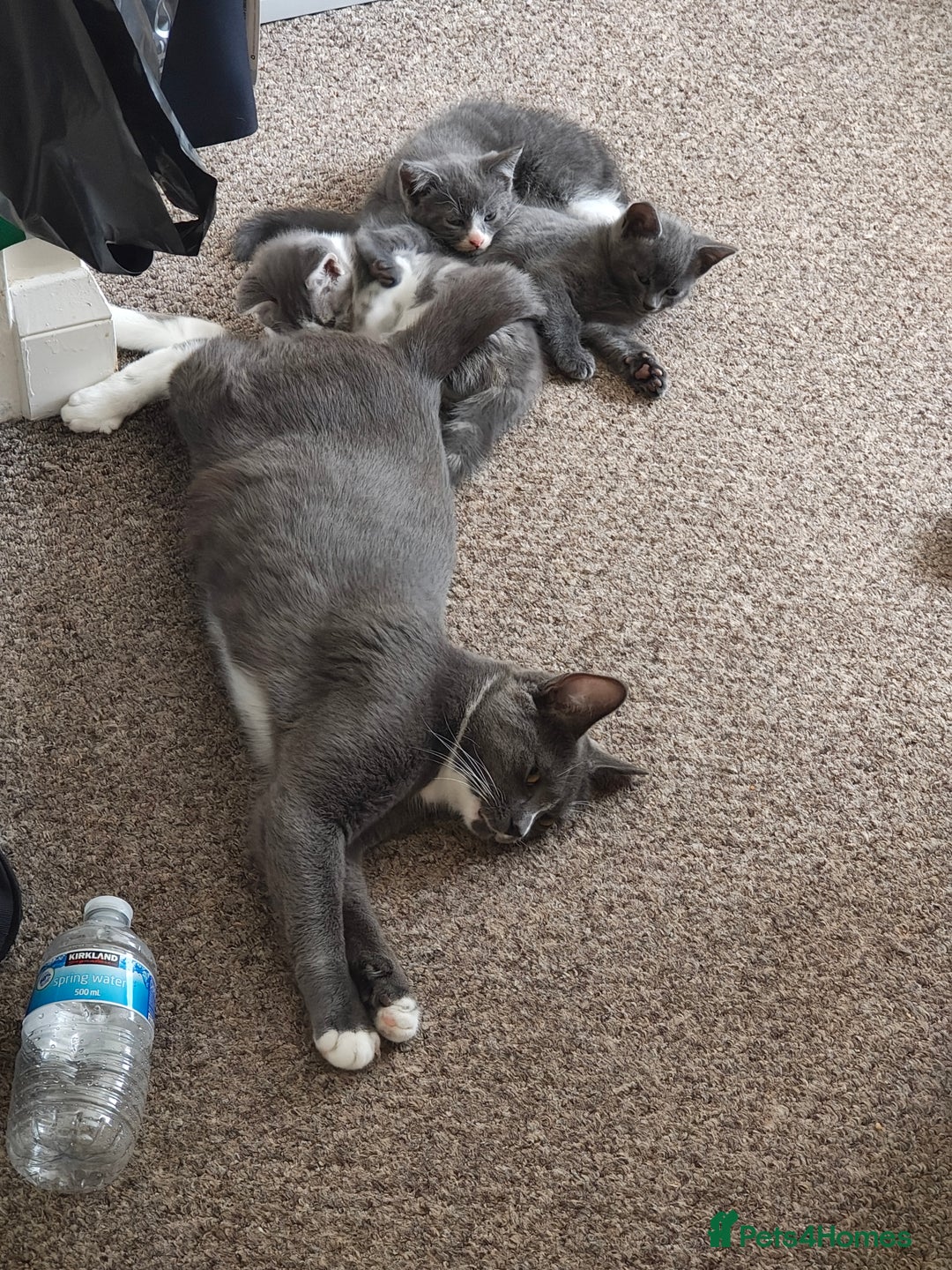 Mixed Breed cats for sale: Grey kittens  - Image 4