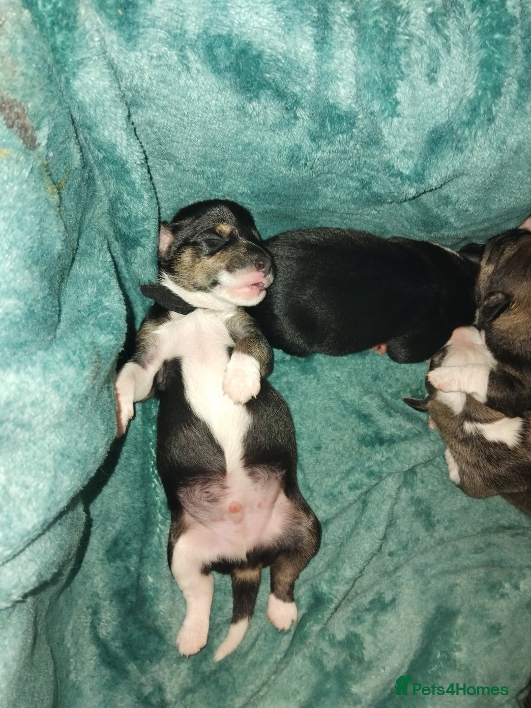Mixed Breed dogs for sale: Stunning litter of 8 - Image 10