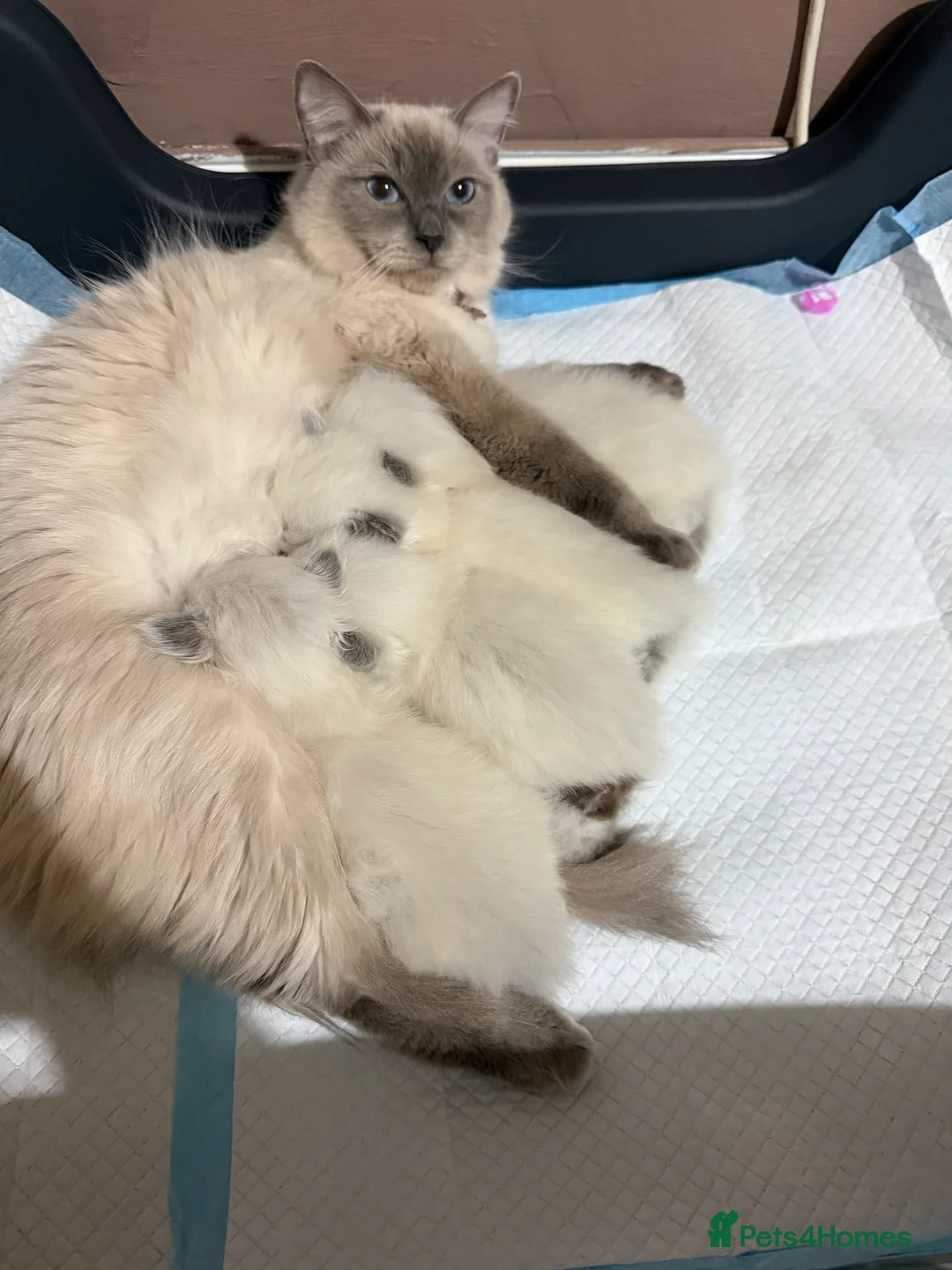 Ragdoll cats for sale: Ragdoll kittens - Advert 1