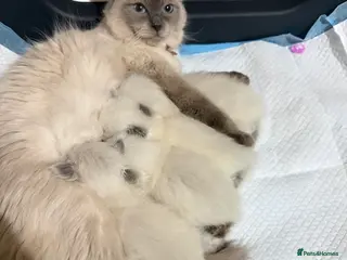 Ragdoll cats Ragdoll kittens - Advert 1