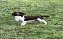 English Springer Spaniel dogs for sale: English springer spaniel puppies  - Image 5