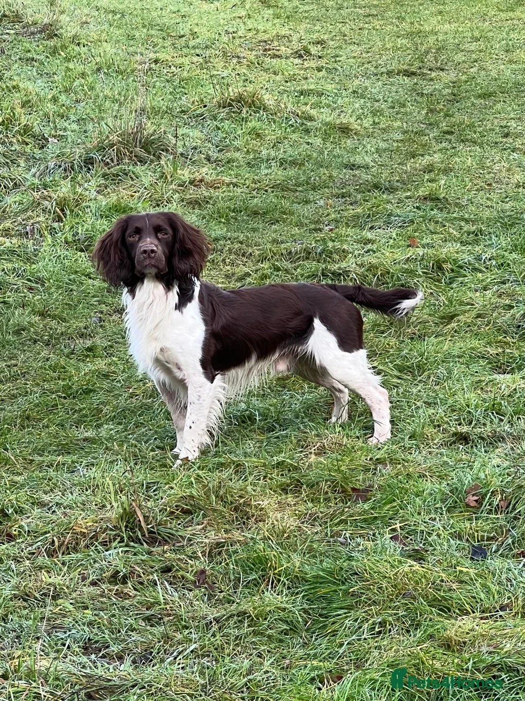 English Springer Spaniel dogs for sale: English springer spaniel puppies  - Image 5