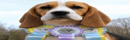 Beagle dogs for sale: GORGEOUS SHOW BEAGLE AVAILABLE - Advert 4