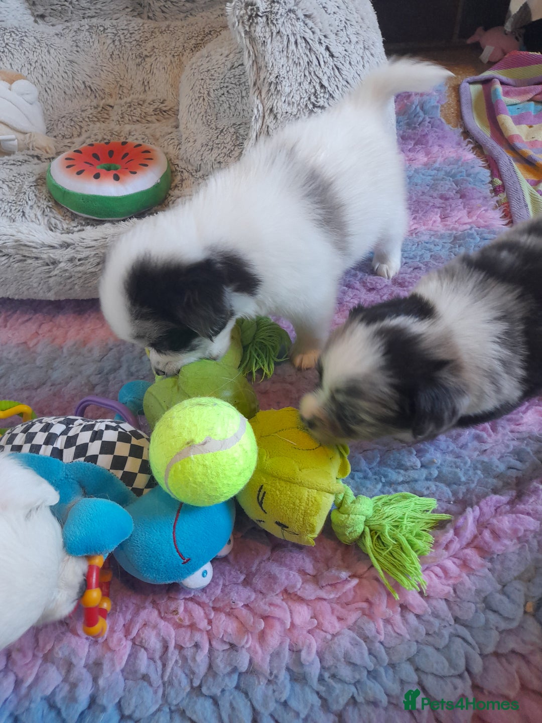 Pomeranian dogs for sale: Fabulous Pom fur babies - Image 8