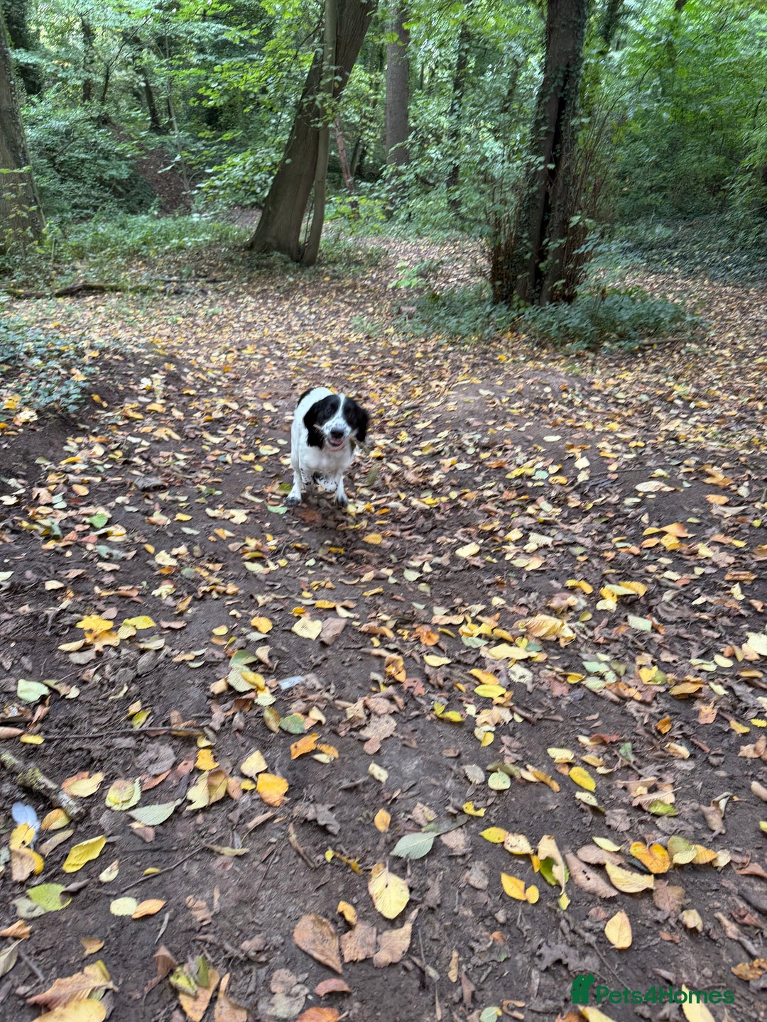 Cockapoo dogs for sale: 5 MONTH OLD F1B COCKAPOO FOR REHOME - Image 2