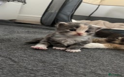 Maine Coon cats for sale: Mainecoon kittens - Image 8
