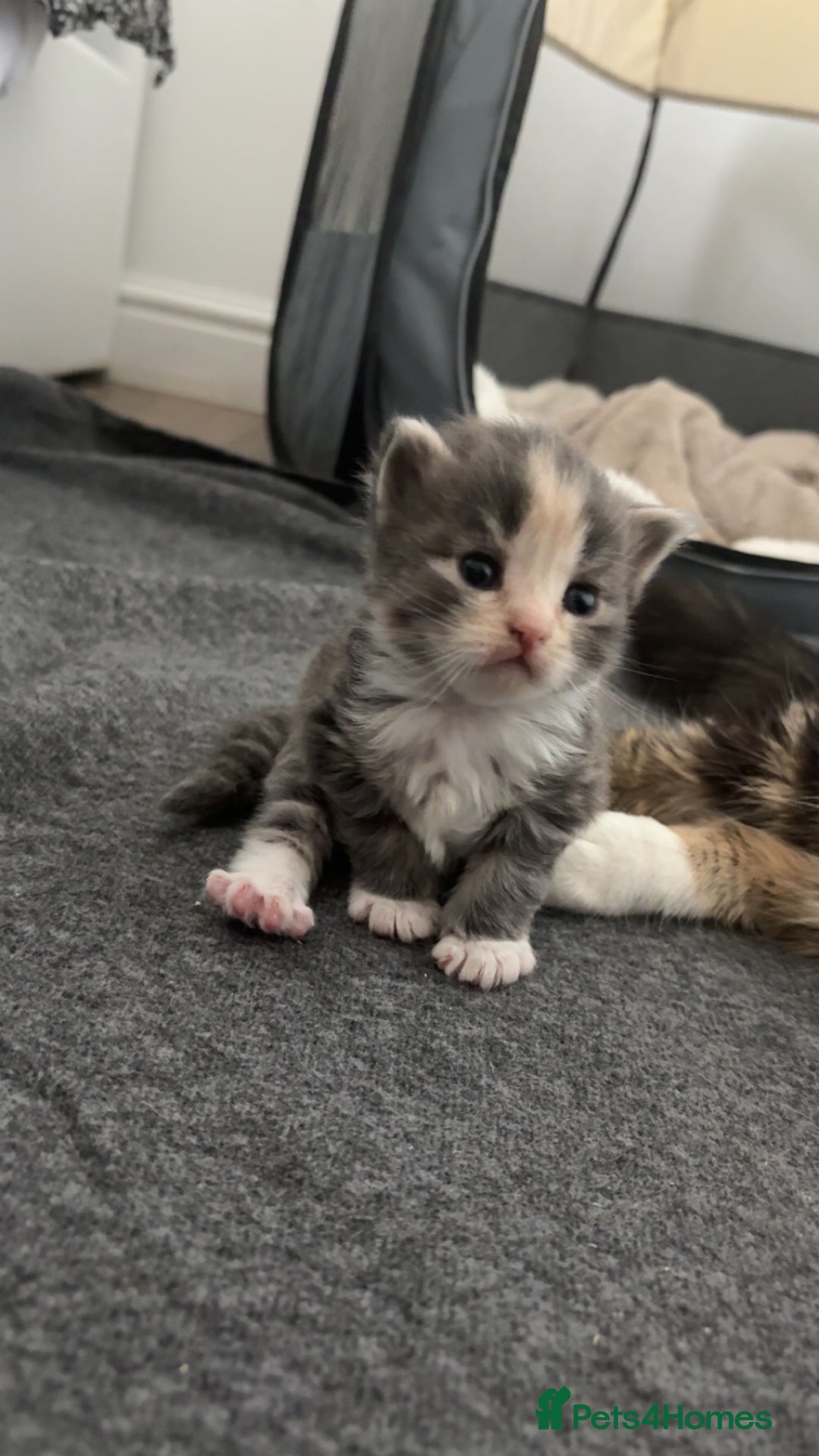 Maine Coon cats for sale: Mainecoon kittens - Image 8