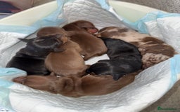 Dachshund dogs for sale: Miniature dachshund puppies  - Image 20