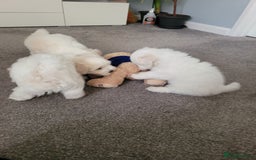 Coton De Tulear dogs for sale: Gorgeous puppies 🐶 KC registered - Image 11