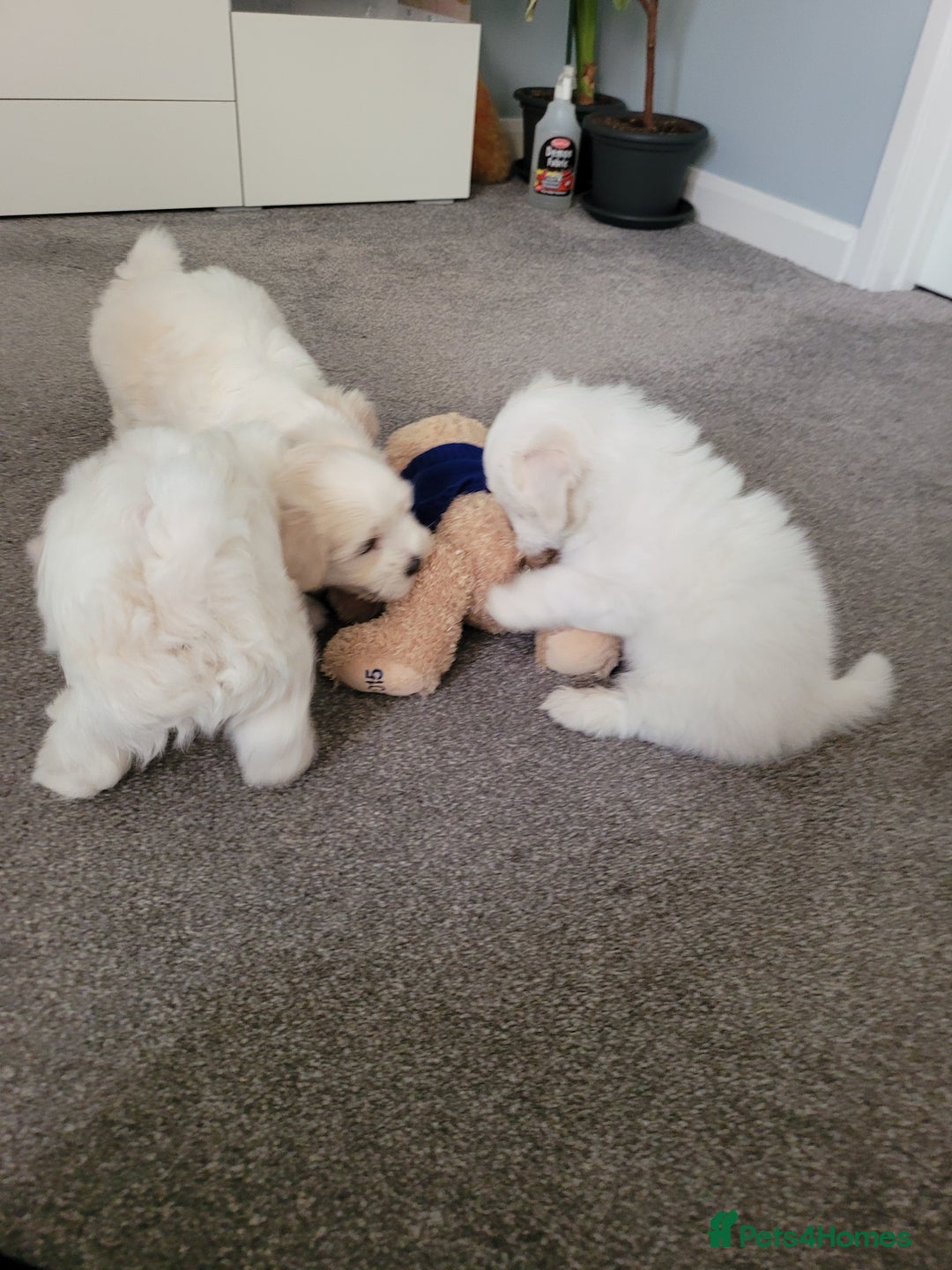 Coton De Tulear dogs for sale: Gorgeous puppies 🐶 KC registered - Image 11