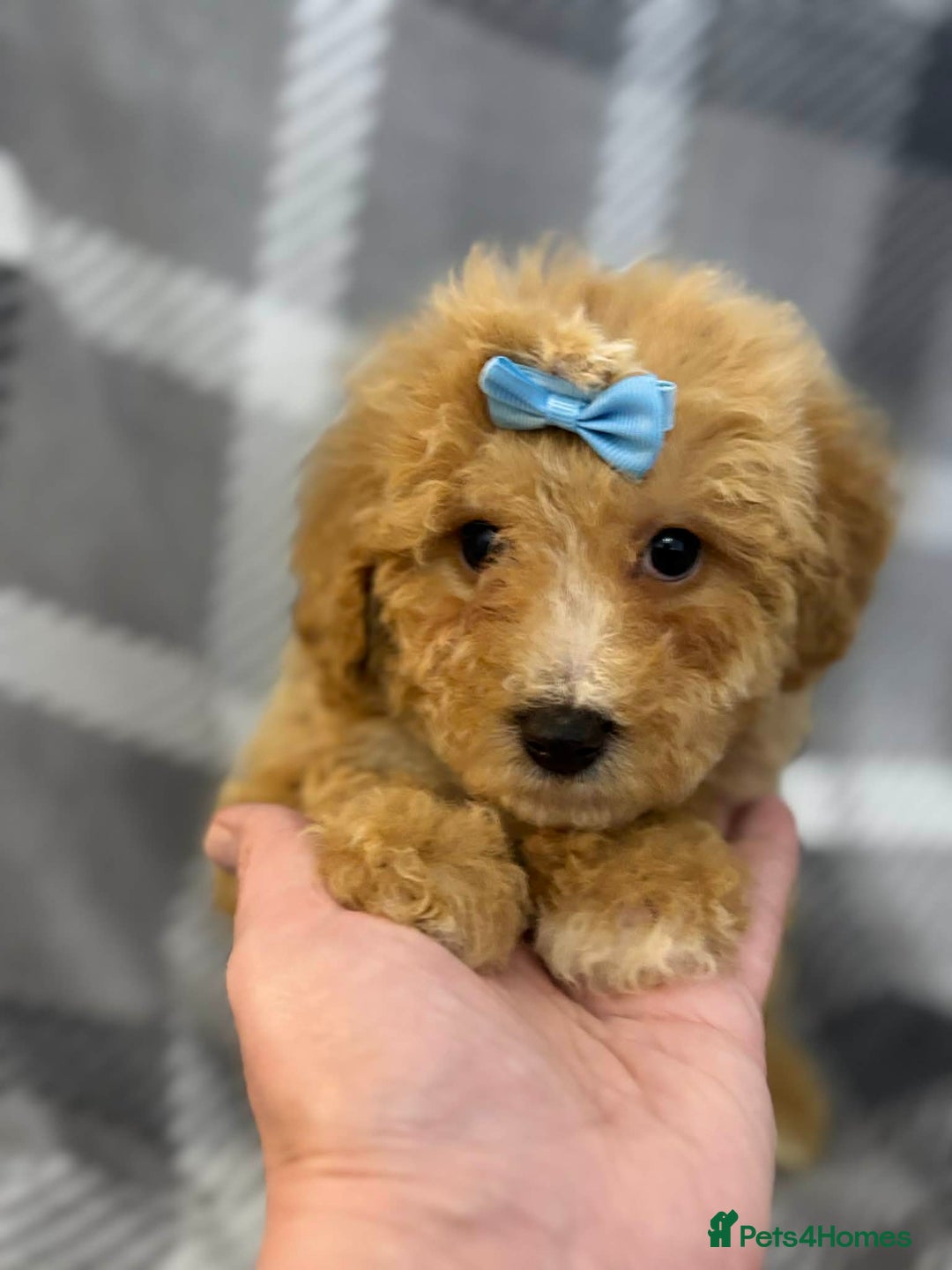 Maltipoo dogs for sale: Maltipoo red golden apricot small puppies ready - Advert 5