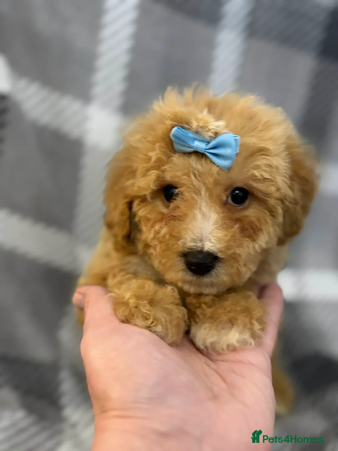 Maltipoo dogs for sale: Maltipoo red golden apricot small puppies ready - Advert 2