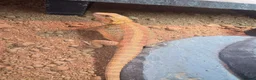 Bearded Dragon reptiles for sale: 2 Bearded dragon  - Advert 9