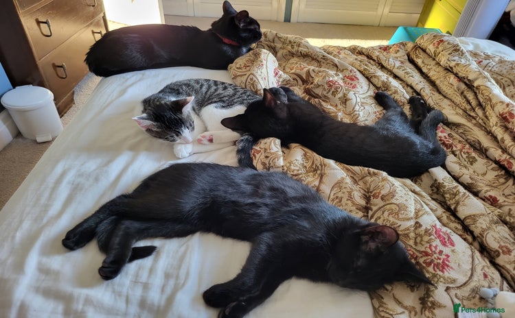 Mixed Breed cats - Advert 3