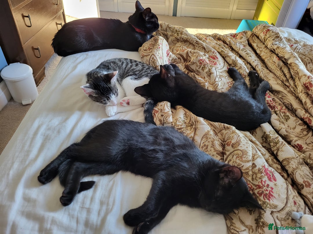 Mixed Breed cats for sale: gorgeous female kittens  - Image 1