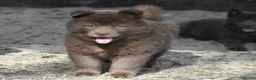 Chow Chow dogs for sale: Genuine chowski puppies  - Advert 32