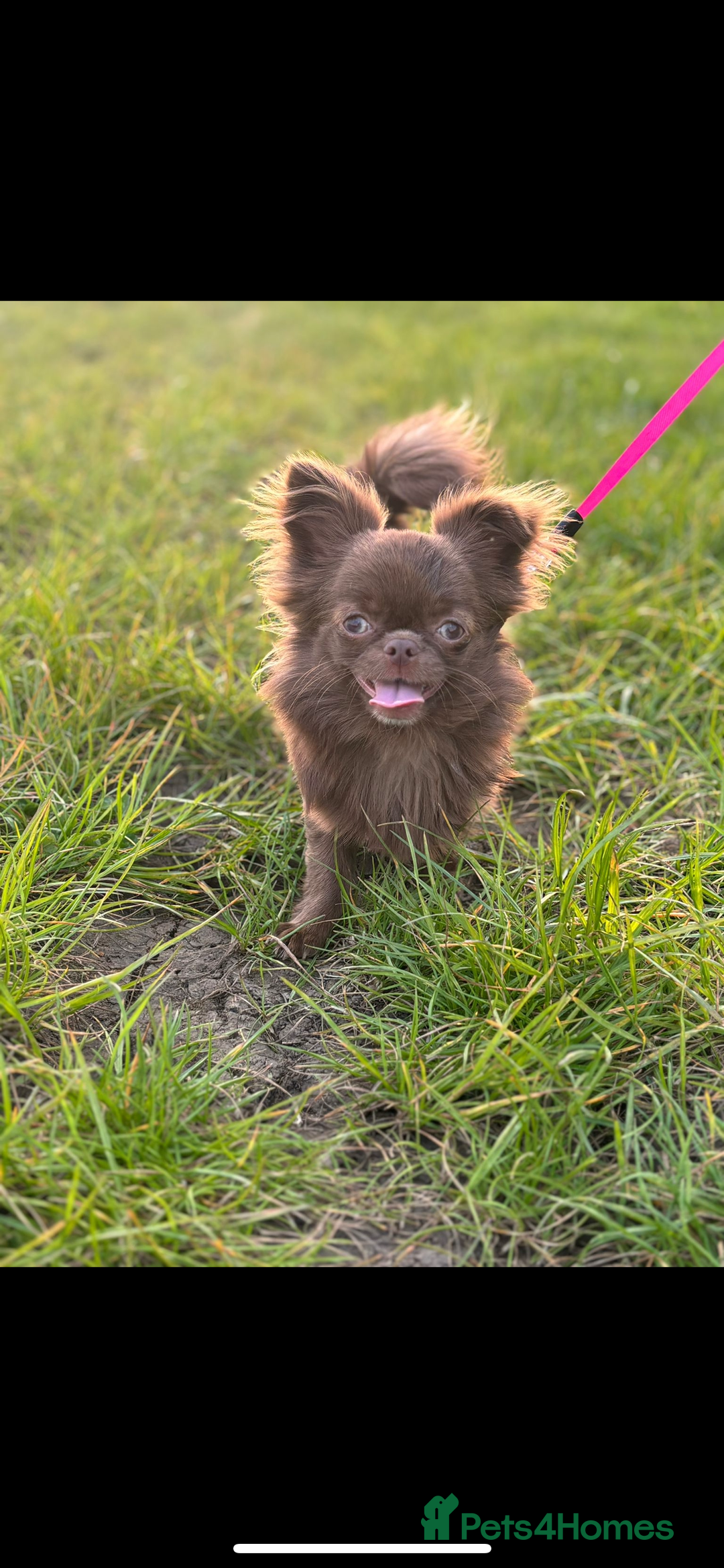 Chihuahua dogs for sale: Russian/Thai Chihuahua  - Advert 5