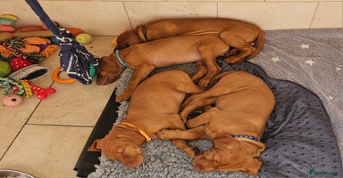 Hungarian Vizsla dogs - Advert 3