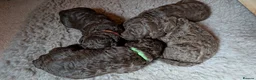 Spanish Water Dog dogs for sale: Beautiful Spanish Water Dog Puppies - Advert 4