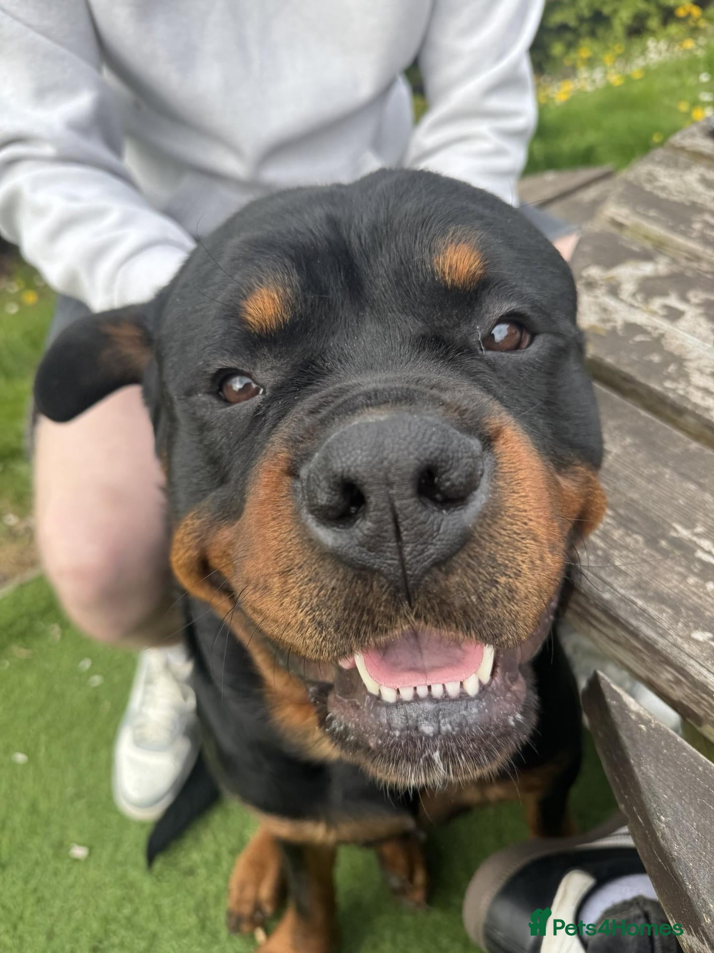 Rottweiler dogs mr milo - Advert 1