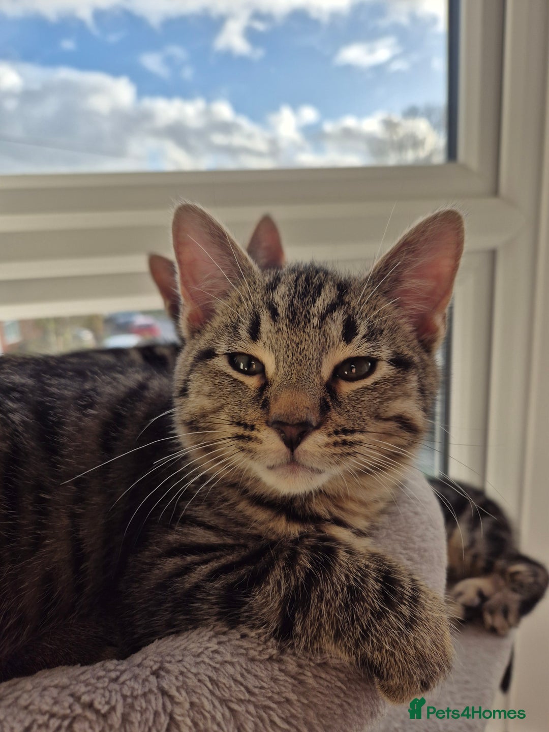 Mixed Breed cats for sale: 5 lovely affectionate kitten looking for home - Advert 3