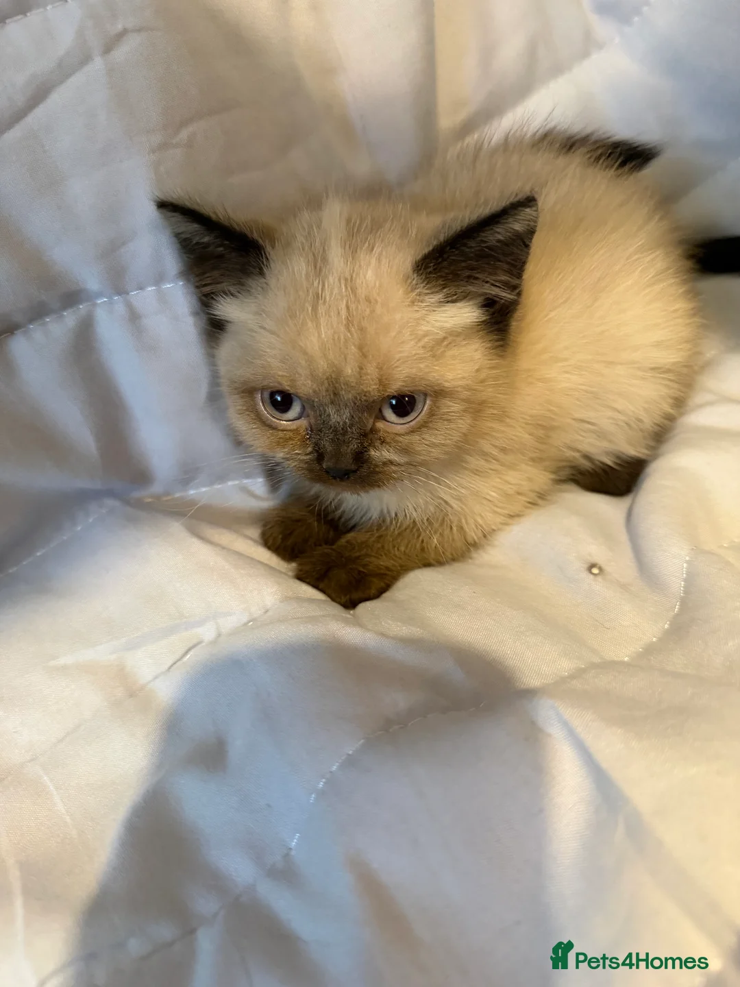 British Shorthair cats for sale: Pedigree BSH British cat kittens  - Advert 17