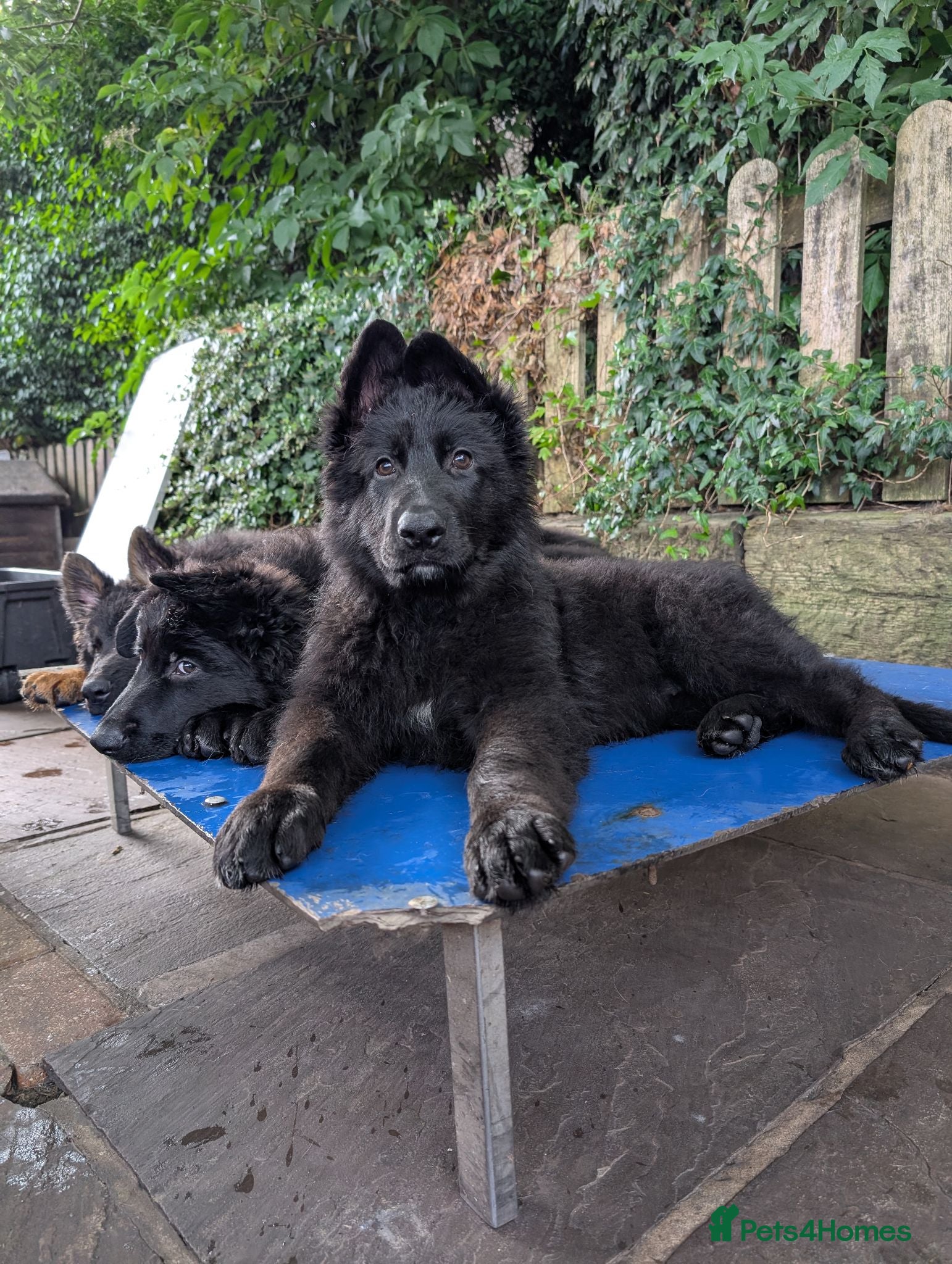 German Shepherd dogs Fully healthy tested parents, quality pups. - Advert 4