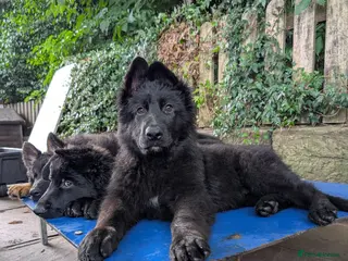 German Shepherd dogs Fully healthy tested parents, quality pups. - Advert 4