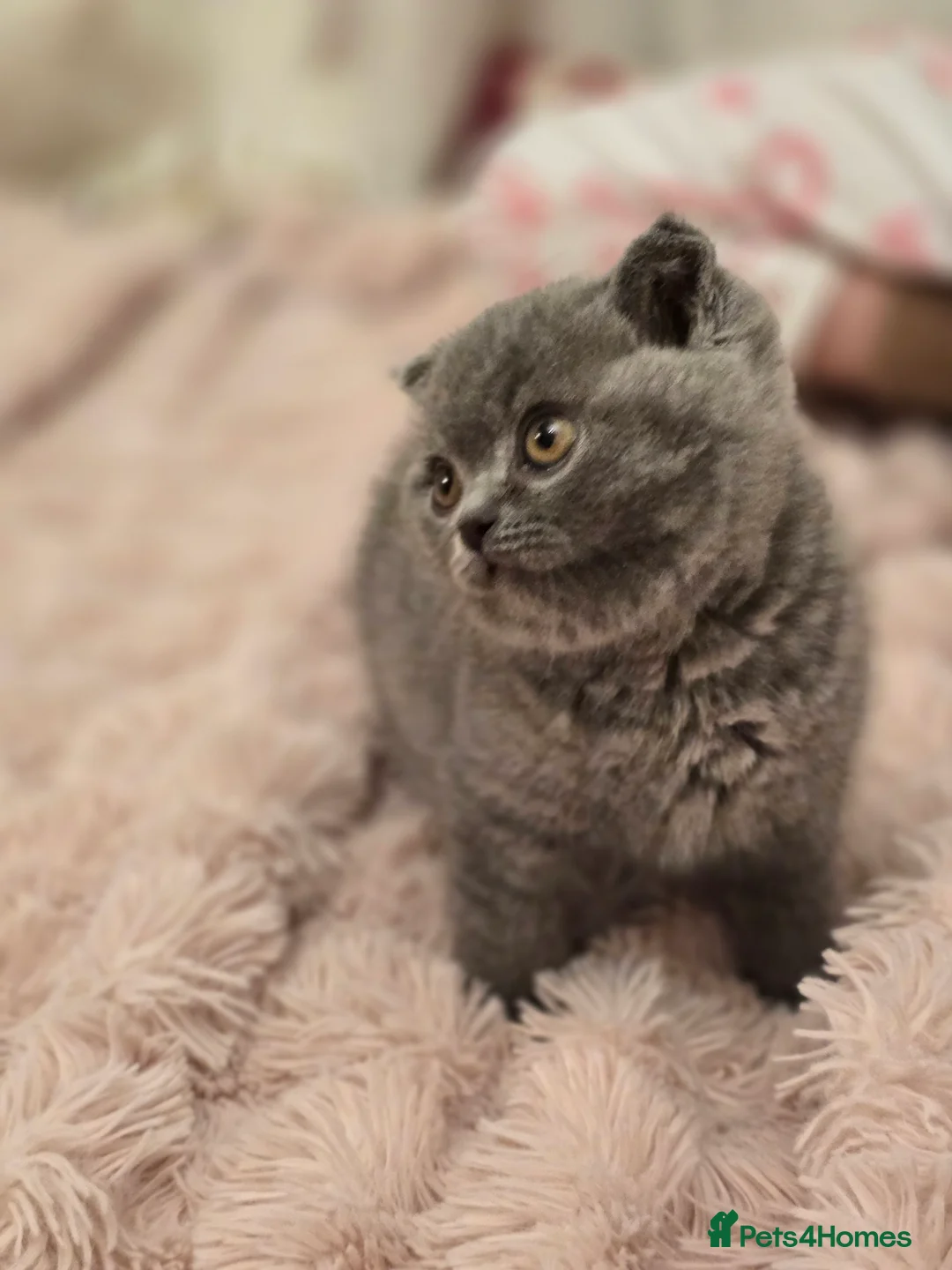 British Shorthair cats for sale: Bsh last male in Sheerness - Advert 1