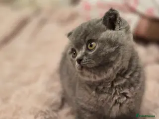 British Shorthair cats Bsh last male in Sheerness - Advert 5