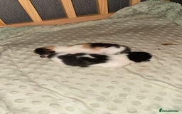 British Shorthair cats for sale: 3 gorgeous kittens for sale - Image 3