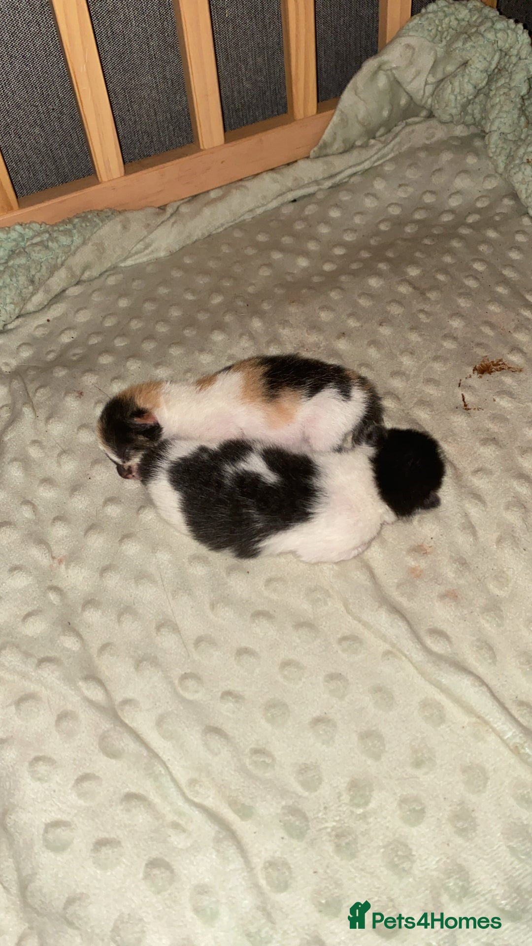 British Shorthair cats for sale: 3 gorgeous kittens for sale - Image 3