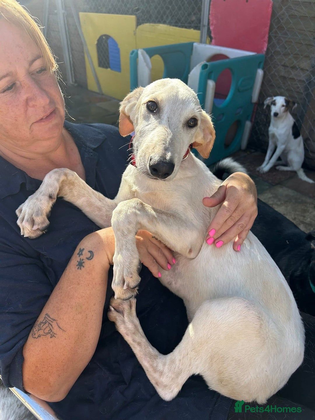 Mixed Breed dogs for adoption: Cheddar - Norwich Norfolk  - Image 2