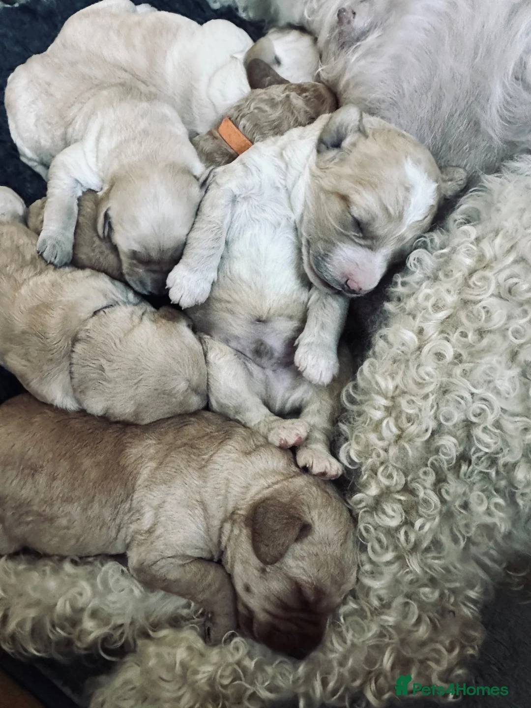 Labradoodle dogs for sale: Labradoodle Puppies - Wonderful Temperaments - Advert 19