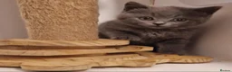 British Shorthair cats for sale: Gorgeous gccf reg kittens for sale  - Advert 5