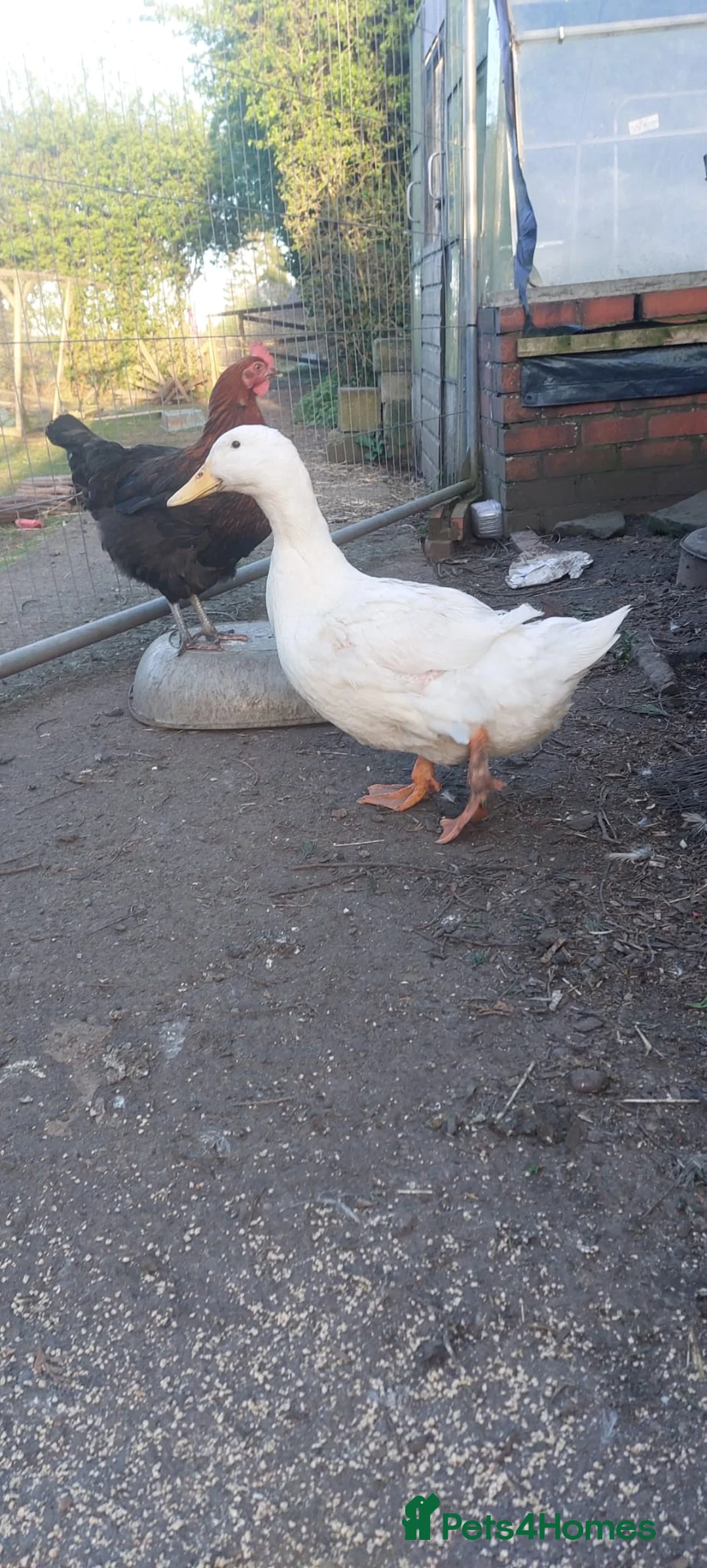 Ducks poultry for sale: PEKIN DUCKS in Shifnal - Advert 1