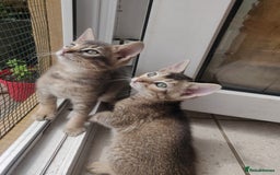 Mixed Breed cats for sale: Abyssinian x Snow Bengal  - Image 8