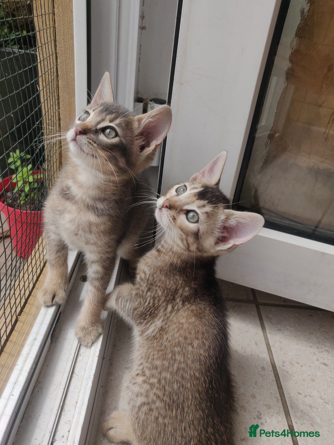 Mixed Breed cats for sale: Abyssinian x Snow Bengal  - Image 8