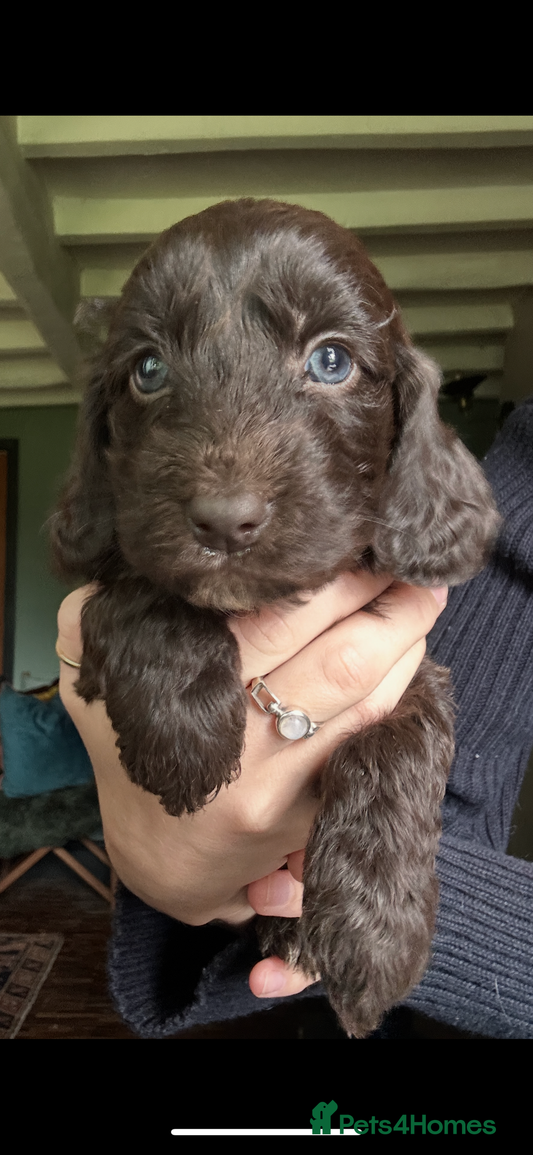Cockapoo dogs for sale: Top Quality F1 Teddy Bear Cockapoo puppies - Image 8