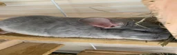 Chinchilla rodents for sale: 2 female chinchillas blue diamond beige with cage  - Advert 11