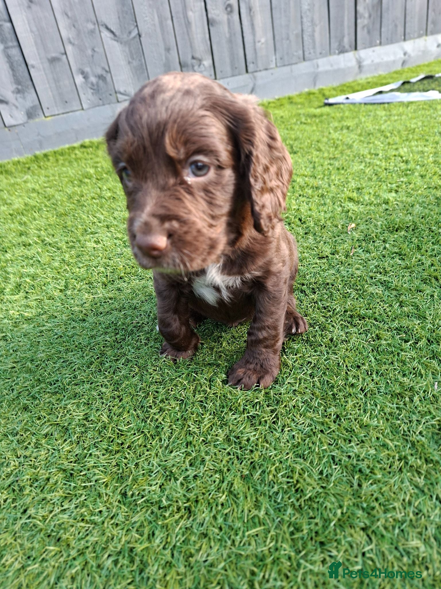 Cocker Spaniel dogs Cocker spaniel puppies  - Advert 1