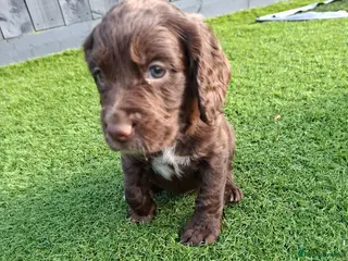Cocker Spaniel dogs Cocker spaniel puppies - Advert 1