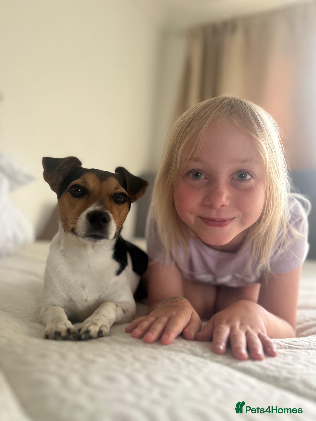 Jack Russell dogs for sale: 2yr old JRT **PLEASE read description** - Image 7