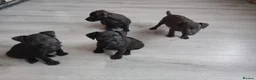 Patterdale Terrier dogs for sale: Pattersdale pups - Advert 6