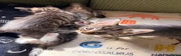 Mixed Breed cats for sale: 🐾 Beautiful Tabby Kittens ready to go ❤️ - Advert 12