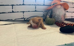 English Bulldog dogs for sale: Litter of 8  - Image 25