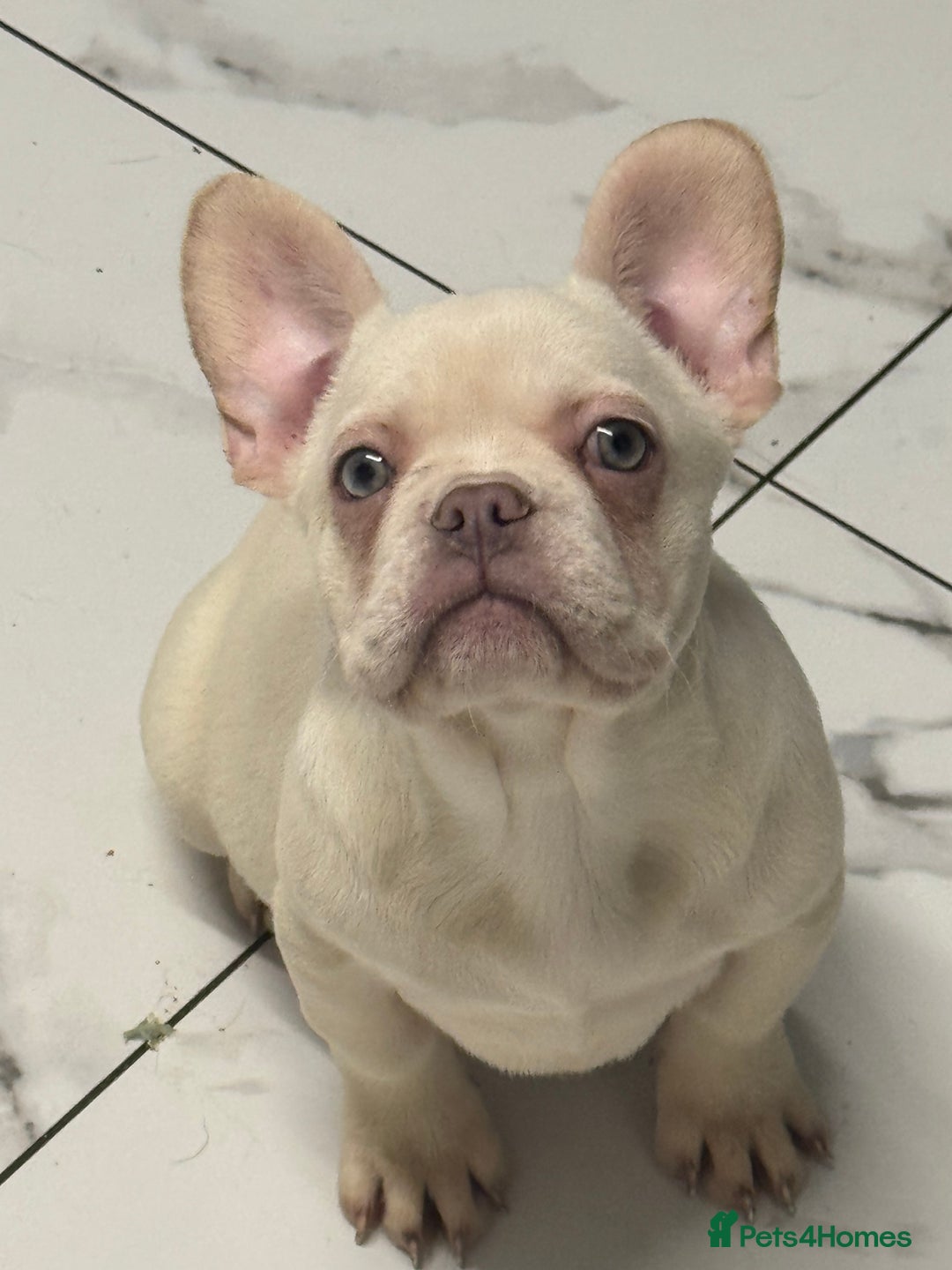 French Bulldog dogs for sale: Beautiful fluffy/ fluffy carrier Frenchie pups  - Advert 29