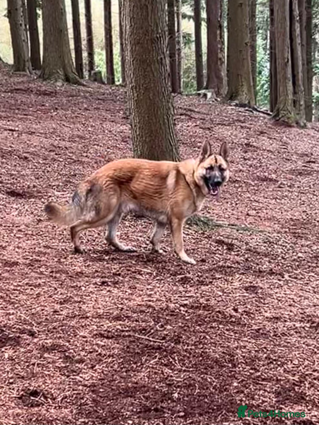 German Shepherd dogs for sale: Male German shepherd  - Advert 9